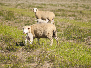 Sheep grazing on field