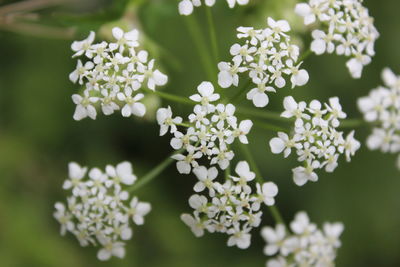 Close-up of white flowering plant