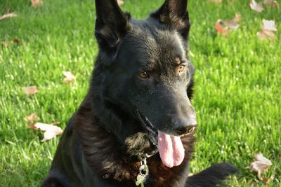 Black dog looking away on field