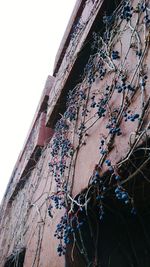 Low angle view of ivy against clear sky