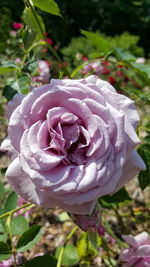 Close-up of pink flower