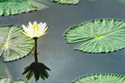 Close-up of lotus water lotus in lake