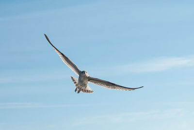 Low angle view of eagle flying against sky