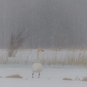 View of birds on snow covered land