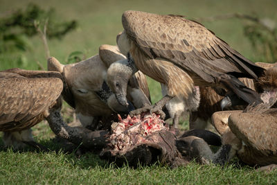 Close-up of white-backed vulture standing on carcase
