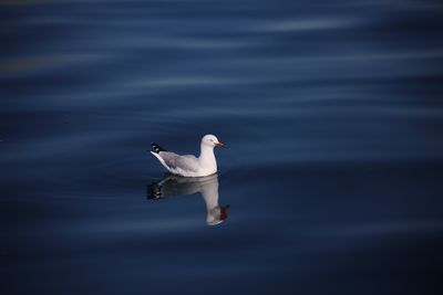 Seagull swimming at sea