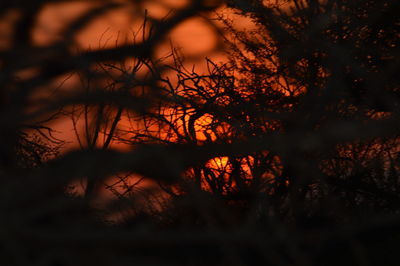 Trees at sunset