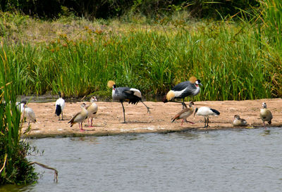 Birds perching on lakeshore