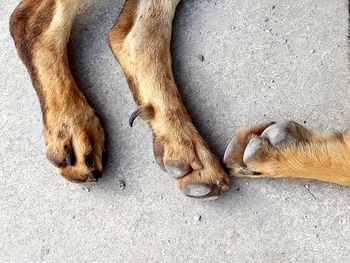 High angle view of a dog