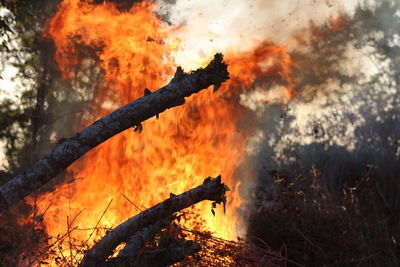 Bonfire against trees in forest