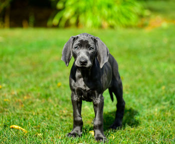 Portrait of dog on field