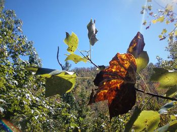Close-up of leaves against clear blue sky
