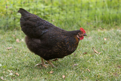 Close-up of a bird on field