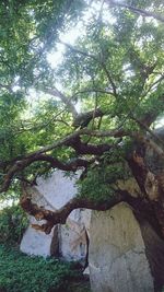 Low angle view of tree in forest