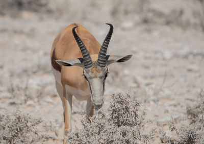 Kalahari springbok in the etosha national park namibia south africa