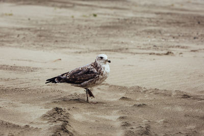 Side view of seagull on beach