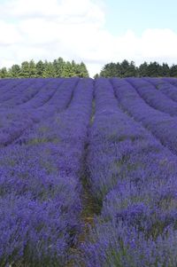 Purple flowers growing on field against sky