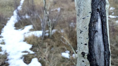 Close-up of tree trunk