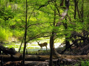 Cat in forest