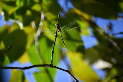 Close-up of insect on leaf