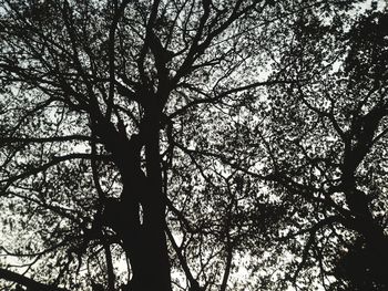 Low angle view of tree in forest against sky