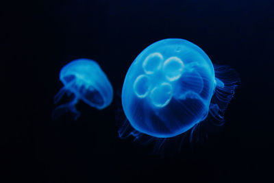 Jellyfish in the aquarium in darck water