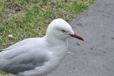 Close-up of seagull