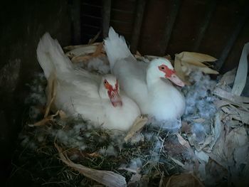 High angle view of birds in nest