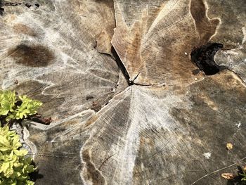 Full frame shot of rock formation