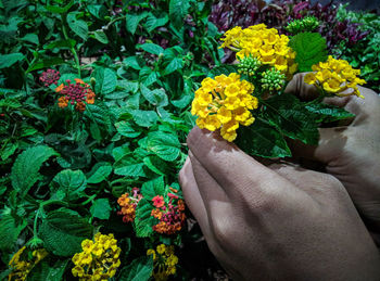 Person holding bouquet of flowering plants