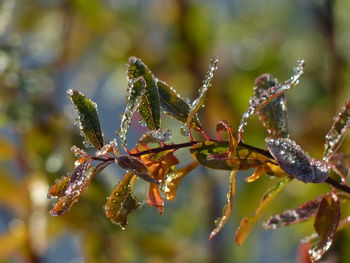 Close-up of wet leafs