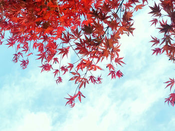 Low angle view of red maple tree against sky