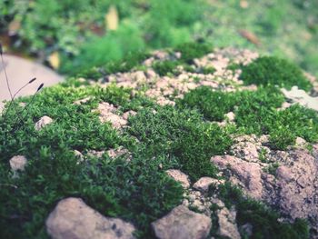 Plants growing on field