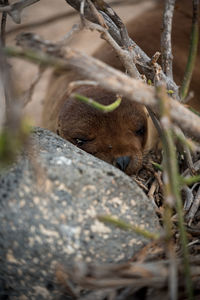 View of an animal on land