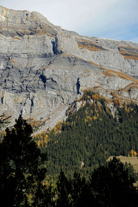 Low angle view of trees on mountain