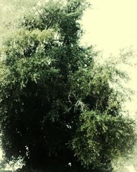 Close-up of tree against sky