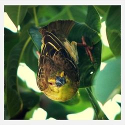 Close-up of insect on leaf