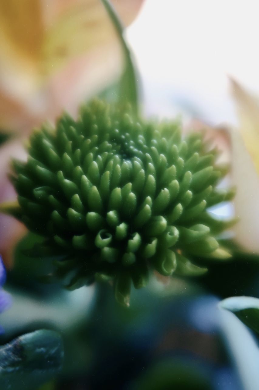 CLOSE-UP OF FRESH GREEN FLOWER PLANT