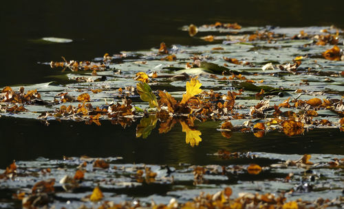 Close-up of leaves floating on lake during autumn