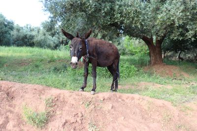 Horse standing in a field