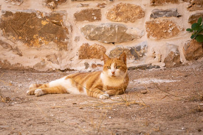 Portrait of cat sitting on field