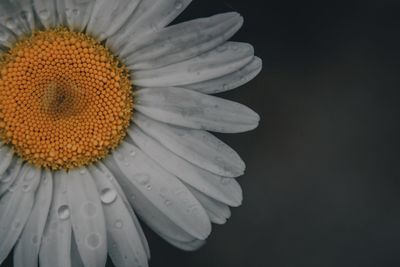Close-up of white daisy against black background