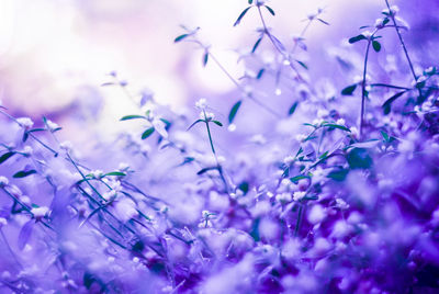 Close-up of purple flowering plants