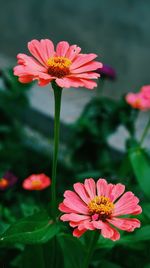 Close-up of flower blooming outdoors