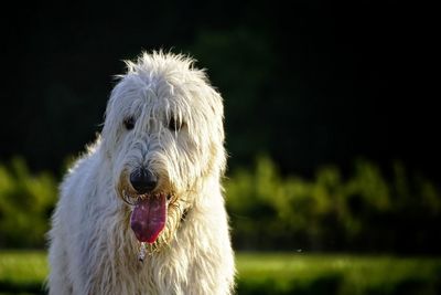 Close-up of dog