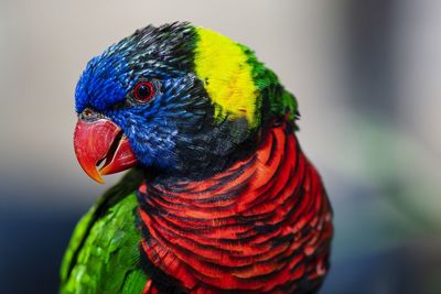 Colorful lorikeet parrot 