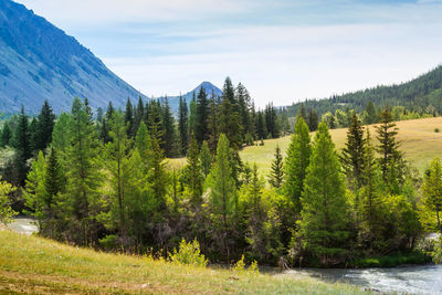 Panoramic view of pine trees in forest against sky