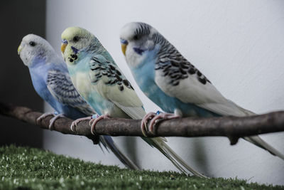 Pigeons perching on a plant