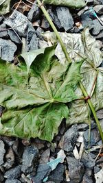 High angle view of leaves