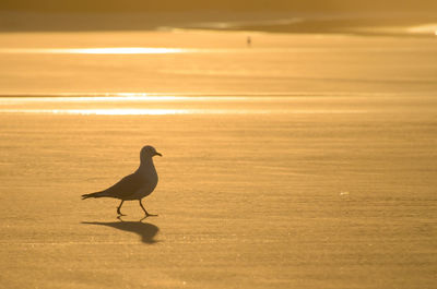 Silhouette bird on beach during sunset